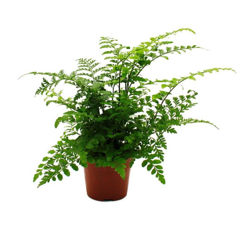 Exotenherz Zimmerpflanze Asplenium dimorphum Parvati Streifenfarn 12cm Topf ca. 25cm hoch von Exotenherz