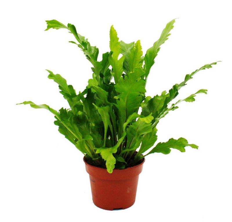 Exotenherz Zimmerpflanze Asplenium nidus Campio Nestfarn 12cm Topf ca. 25cm hoch von Exotenherz