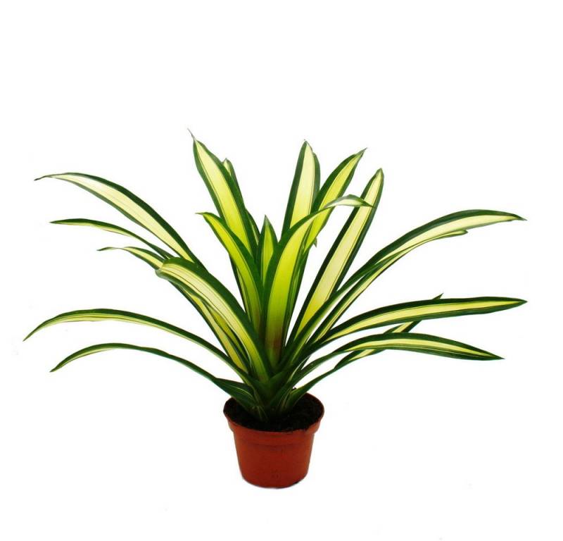 Exotenherz Zimmerpflanze Ausgefallene XL-Bromelien Nature's Touch Guzmania torchita 15cm Topf von Exotenherz
