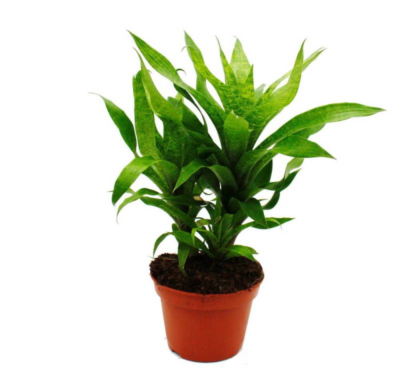 Exotenherz Zimmerpflanze Ausgefallene XL-Bromelien Nature's Touch Vriesea ospinaea 15cm Topf von Exotenherz