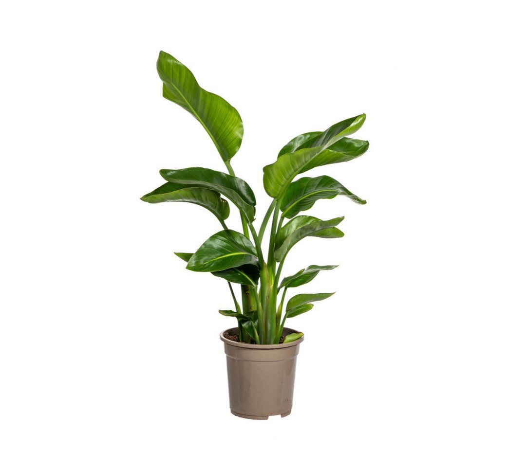 Exotenherz Zimmerpflanze Baum-Strelitzie Strelitzia nicolai Tropische Pflanze ca. 90-110cm hoch von Exotenherz
