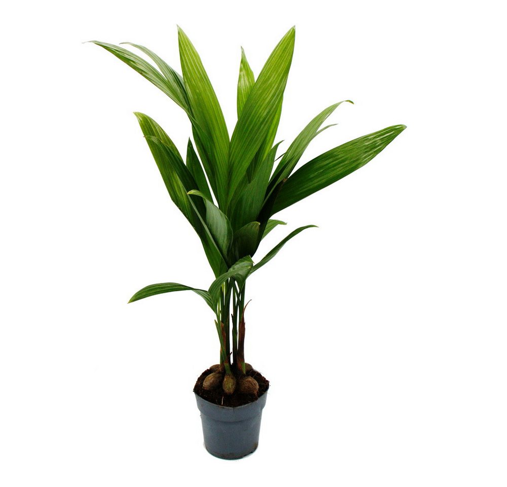 Exotenherz Zimmerpflanze Betelnusspalme - Areca catechu - Zimmerpalme - Betelpalme - 12cm Topf von Exotenherz