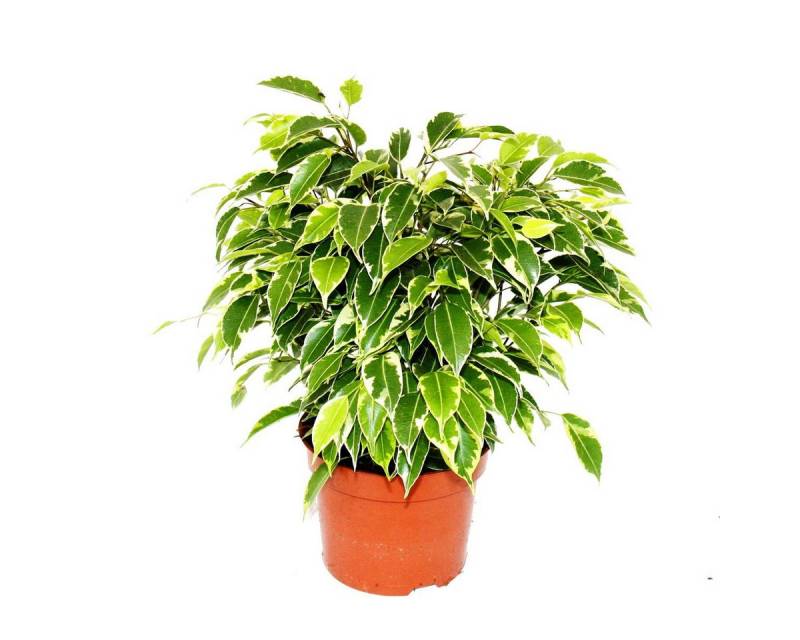 Exotenherz Zimmerpflanze Zimmerpflanzen und Grünpflanzen luftreinigend im 12-14cm Topf von Exotenherz
