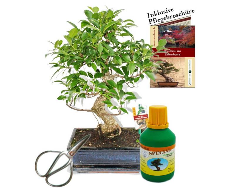 Exotenherz Zimmerpflanze Bonsai Chin. Feigenbaum Ficus retusa ca. 10 Jahre Geschenk-Set von Exotenherz