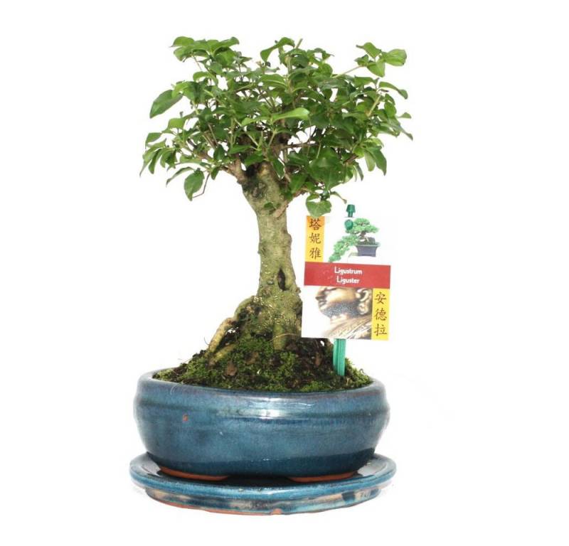 Exotenherz Zimmerpflanze Bonsai Chin. Liguster Ligustrum sinensis ca. 6 Jahre Kugelform von Exotenherz