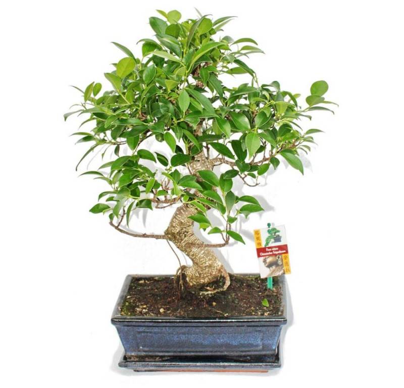 Exotenherz Zimmerpflanze Bonsai Chinesischer Feigenbaum - Ficus retusa - ca. 10 Jahre von Exotenherz