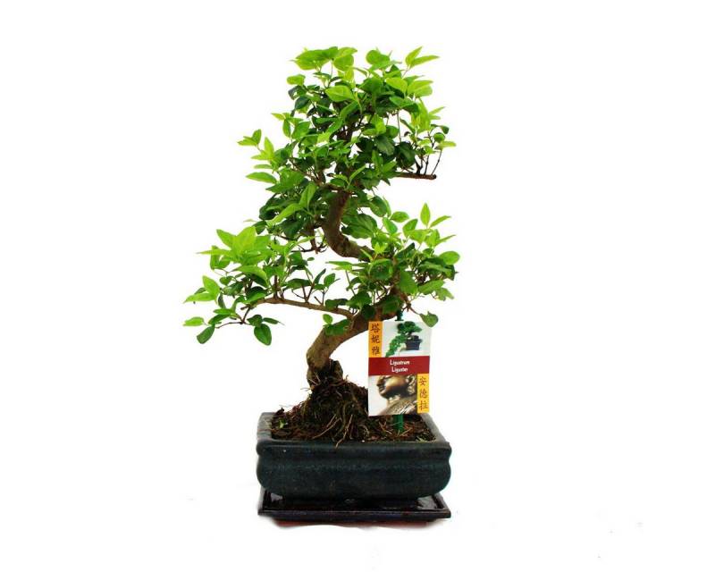 Exotenherz Zimmerpflanze Bonsai Chinesischer Liguster - Ligustrum sinensis - ca. 6 Jahre von Exotenherz