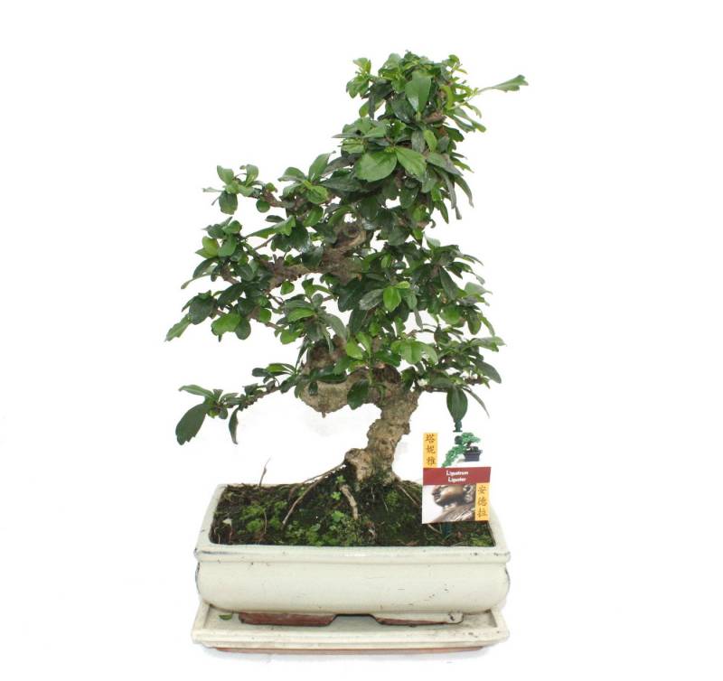 Exotenherz Zimmerpflanze Bonsai Fukientee - Carmona microphylla - ca. 10 Jahre von Exotenherz