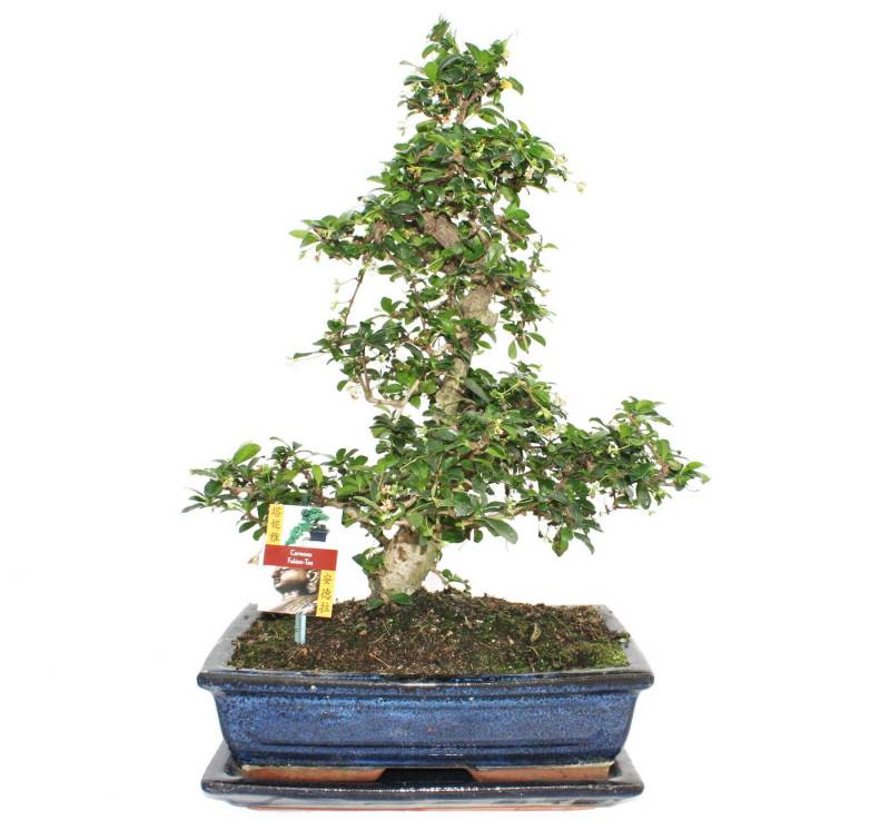 Exotenherz Zimmerpflanze Bonsai Fukientee - Carmona microphylla - ca. 12-15 Jahre von Exotenherz