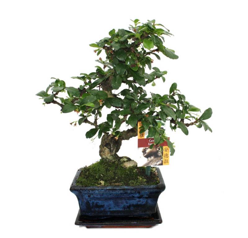 Exotenherz Zimmerpflanze Bonsai Fukientee - Carmona microphylla - ca. 6 Jahre von Exotenherz
