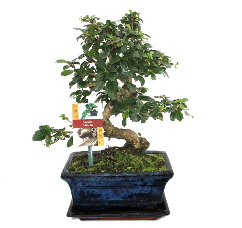 Exotenherz Zimmerpflanze Bonsai Fukientee - Carmona microphylla - ca. 8 Jahre von Exotenherz