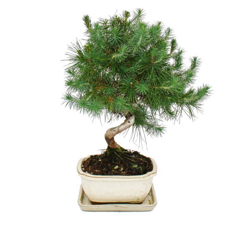 Exotenherz Zimmerpflanze Bonsai Pinus halepensis Aleppo-Kiefer ca. 7-8 Jahre alt 16cm Schale von Exotenherz