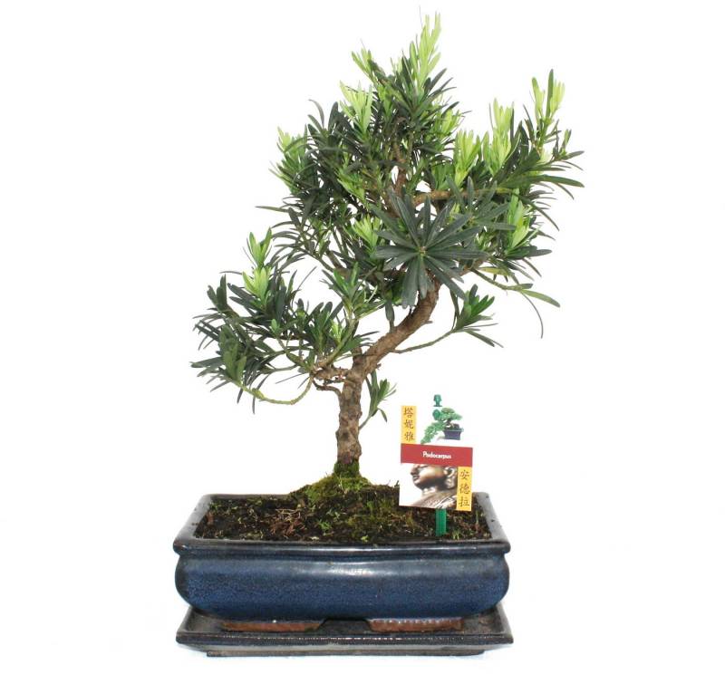 Exotenherz Zimmerpflanze Bonsai Steineibe - Podocarpus macrophyllus - ca. 10 Jahre von Exotenherz