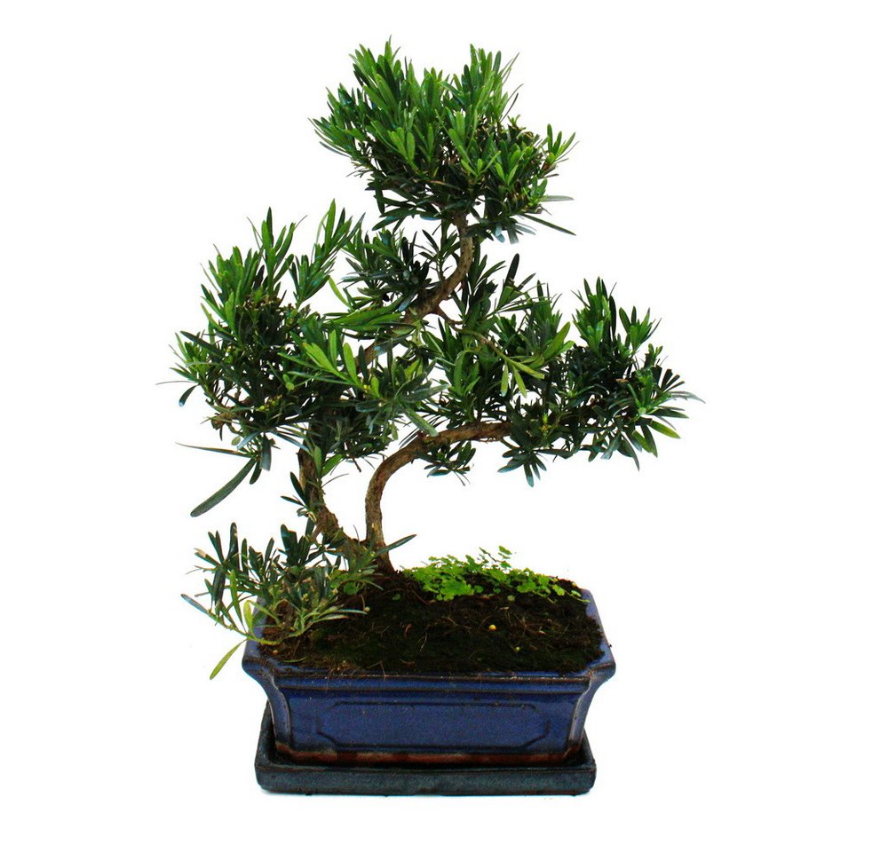 Exotenherz Zimmerpflanze Bonsai Steineibe - Podocarpus macrophyllus - ca. 12-15 Jahre von Exotenherz