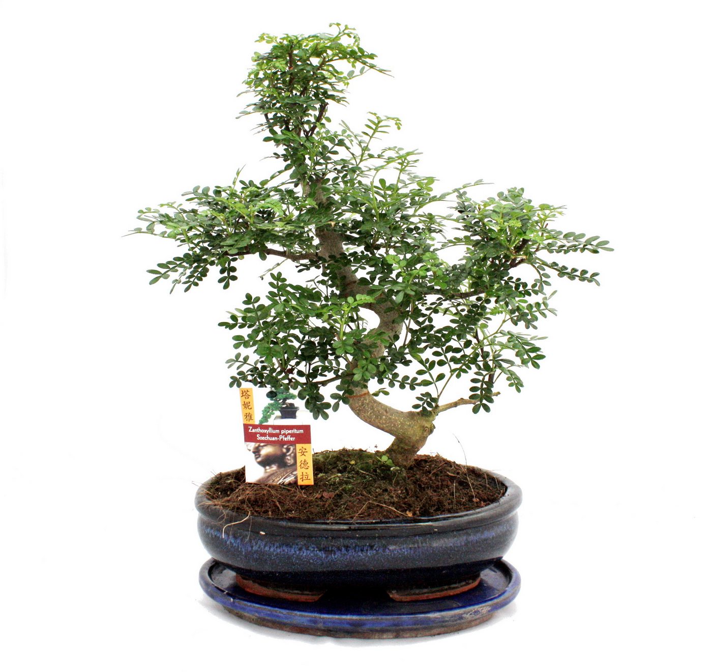 Exotenherz Zimmerpflanze Bonsai Szechuan-Pfeffer - Zanthoxylum piperitum - ca. 12-15 Jahre von Exotenherz