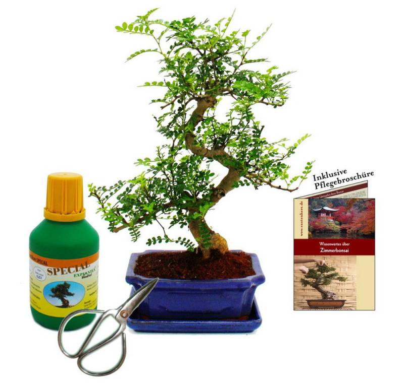 Exotenherz Zimmerpflanze Bonsai Zanthoxylum piperitum ca. 8 Jahre Geschenkset Dünger und Schere von Exotenherz