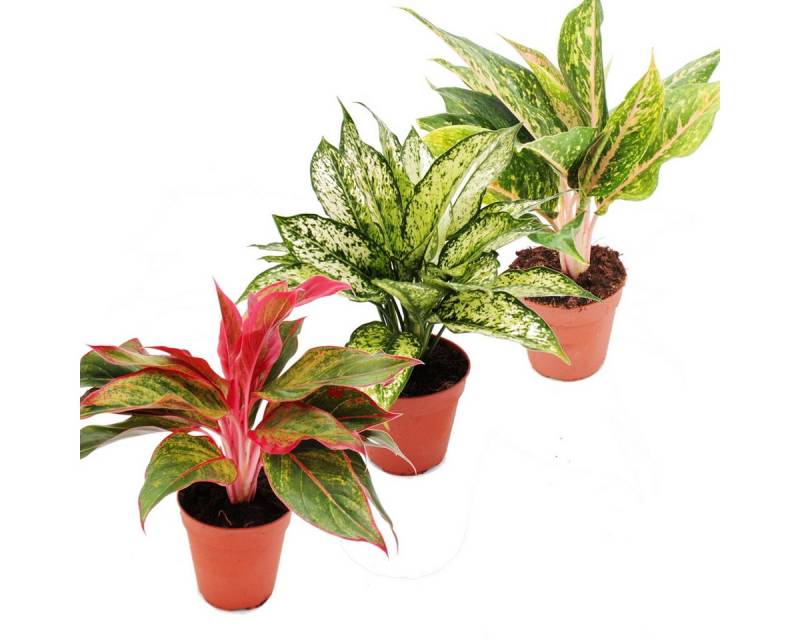 Exotenherz Zimmerpflanze Buntblättriger Kolbenfaden Set 3 ver. Deluxe Pflanzen Aglaonema 12cm von Exotenherz