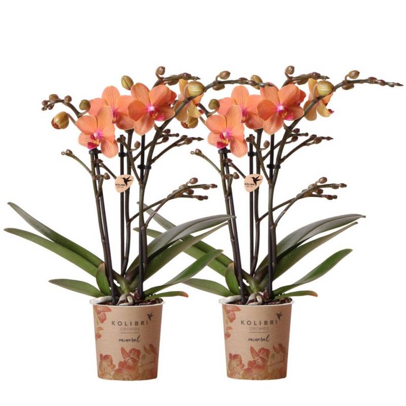 Exotenherz Zimmerpflanze COMBI DEAL von 2 orange Phalaenopsis Orchideen Bozen Topfgröße 9cm Exotenherz Zimmerpflanze COMBI DEAL von 2 orange Phalaenopsis Orchideen Bozen Topfgröße 9cm von Exotenherz