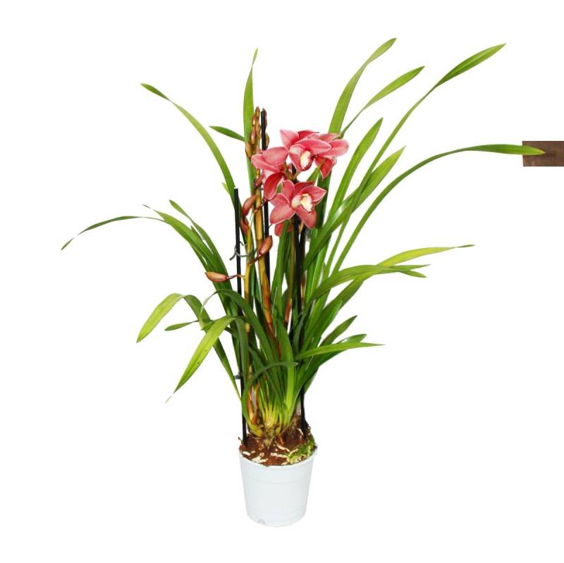 Exotenherz Zimmerpflanze Cymbidium Orchidee - Kahnorchidee - Die Orchidee für kühle Räume von Exotenherz