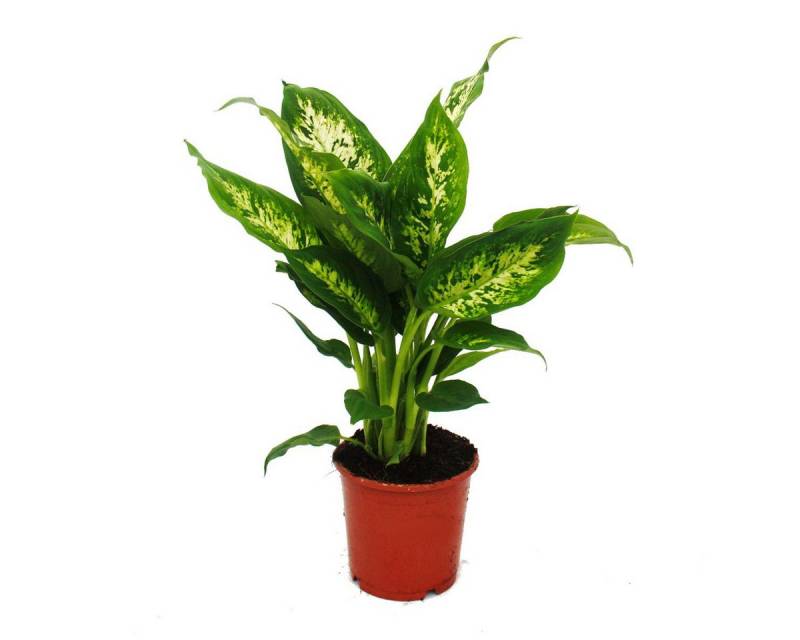 Exotenherz Zimmerpflanze Zimmerpflanzen und Grünpflanzen luftreinigend im 12-14cm Topf Exotenherz Zimmerpflanze Zimmerpflanzen und Grünpflanzen luftreinigend im 12-14cm Topf von Exotenherz