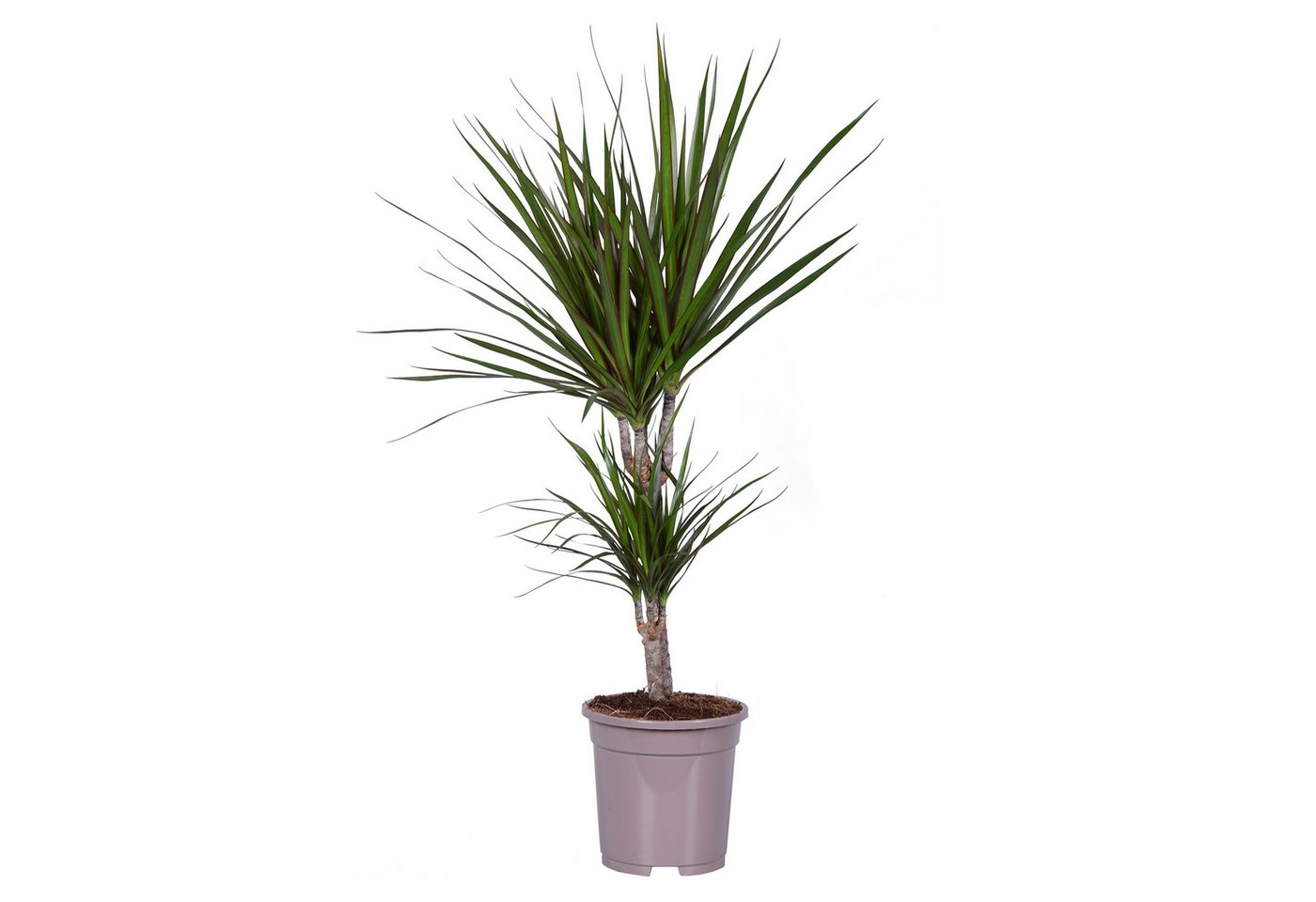 Exotenherz Zimmerpflanze Dracaena marginata - 17cm Topf - 2er Tuff von Exotenherz