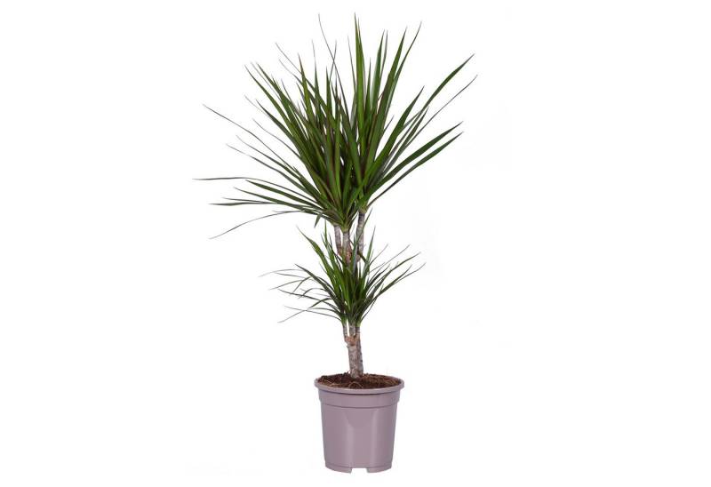 Exotenherz Zimmerpflanze Dracaena marginata - 17cm Topf - 2er Tuff von Exotenherz