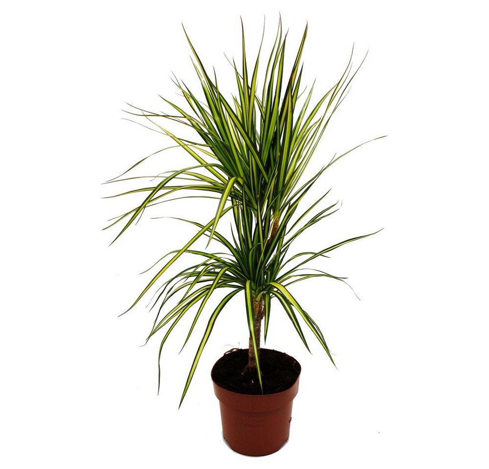 Exotenherz Zimmerpflanze Dracaena marginata Sunray Sonnenstrahl-Drachenbaum 17cm Topf 2er Tuff von Exotenherz