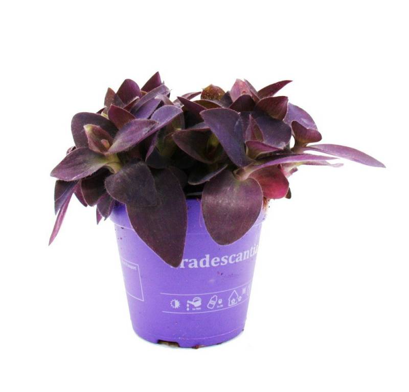 Exotenherz Zimmerpflanze Dreimasterblume Tradescantia pallida Rotblatt 12cm Topf lila von Exotenherz