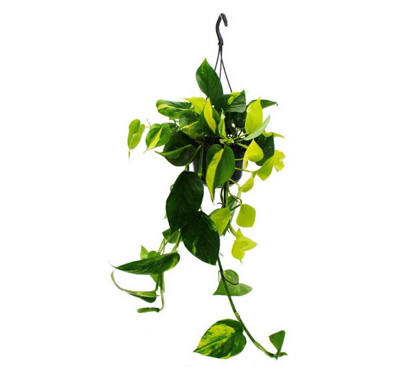 Exotenherz Zimmerpflanze Efeututen-Trio 3 ver. Sorten rankendes Epipremnum in einem Topf 15cm von Exotenherz