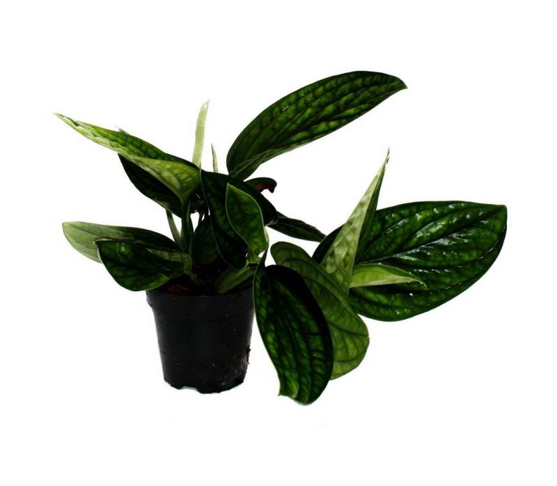 Exotenherz Zimmerpflanze Epipremnum pinnatum Marble Planet grüne Struktur-Efeutute 12cm Topf von Exotenherz