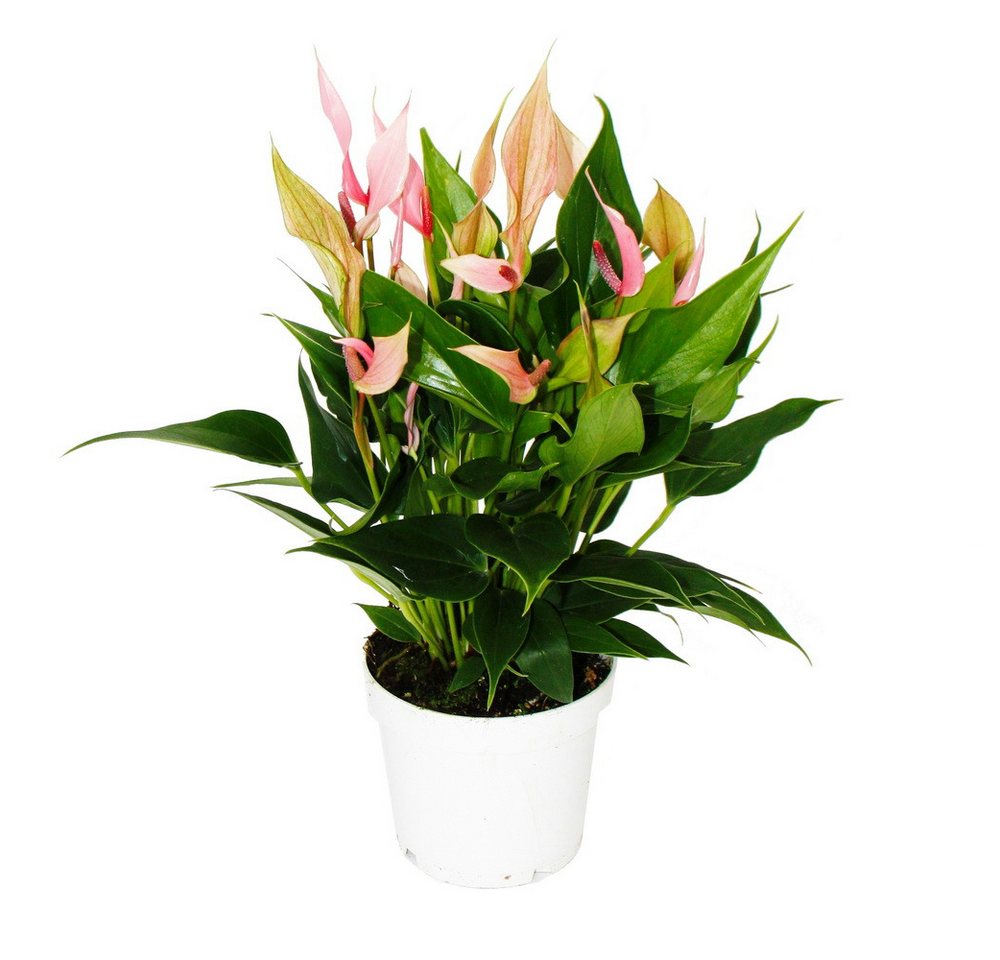 Exotenherz Zimmerpflanze Flamingoblume Anthurium andreanum Anthurie 12cm Topf rosa blühend Exotenherz Zimmerpflanze Flamingoblume Anthurium andreanum Anthurie 12cm Topf rosa blühend von Exotenherz