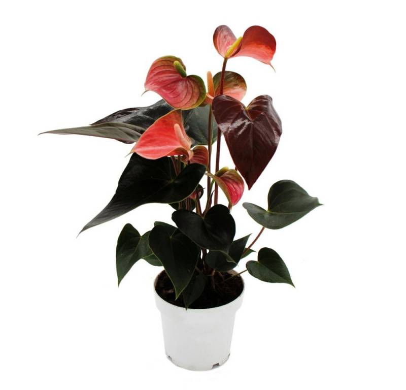 Exotenherz Zimmerpflanze Flamingoblume Anthurium andreanum Rainbow Champion Anthurie 14cm Topf von Exotenherz