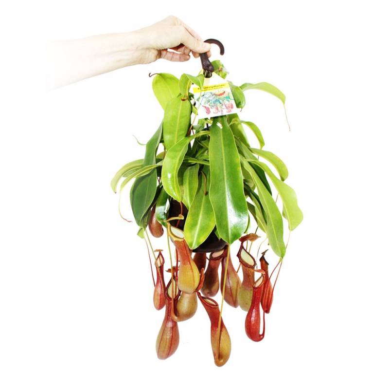 Exotenherz Zimmerpflanze Fleischfressende Pflanze - Nepenthes alata 14cm Ampeltopf von Exotenherz