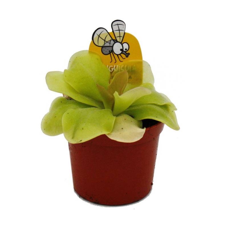 Exotenherz Zimmerpflanze Fleischfresser Maya-Fettkraut Pinguicula spec. Guatemala 9cm Topf von Exotenherz