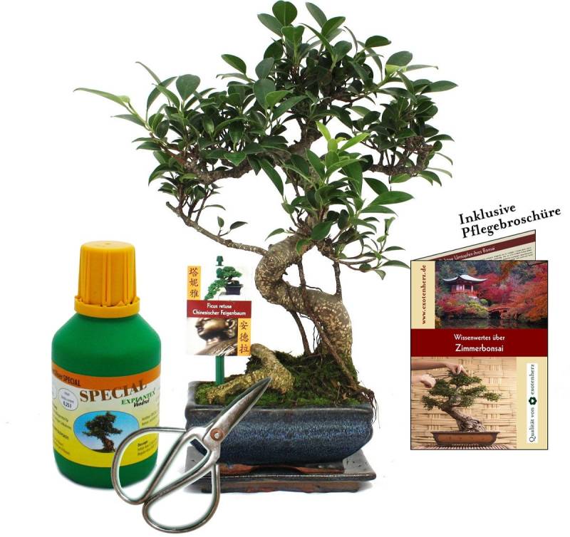 Exotenherz Zimmerpflanze Geschenkset Bonsai Ficus Chinesischer Feigenbaum ca. 6 Jahre alt von Exotenherz
