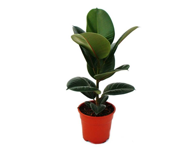 Exotenherz Zimmerpflanze Gummibaum-Duo 2er Set mit 2 versch. Ficus elastica Pflanzen 17cm Topf von Exotenherz