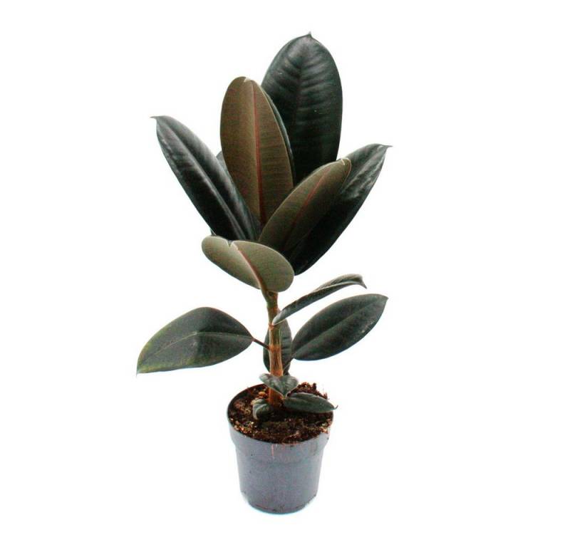 Exotenherz Zimmerpflanze Gummibaum - Ficus elastica "Abidjan" - 11cm Topf von Exotenherz