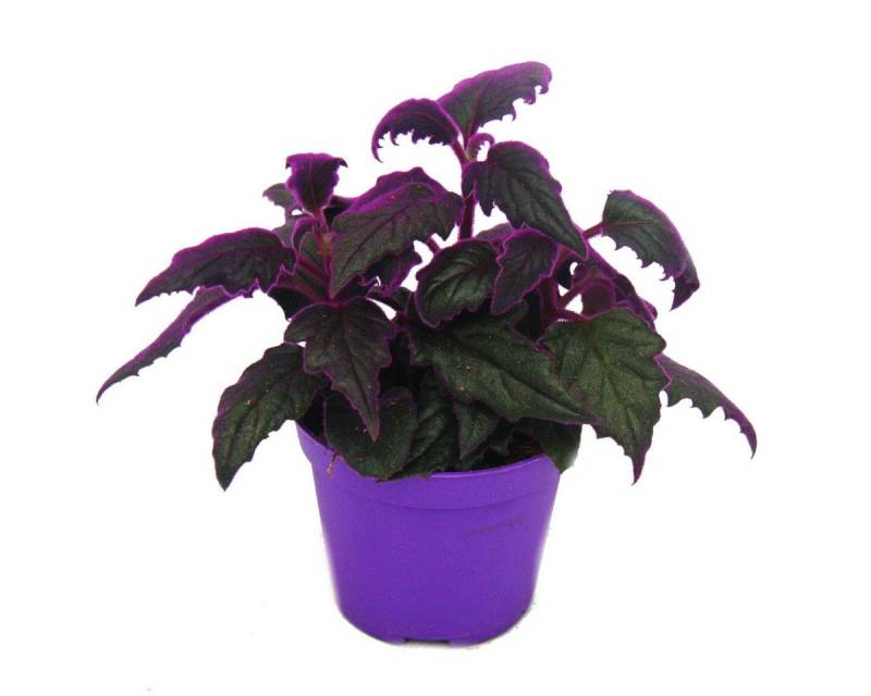 Exotenherz Zimmerpflanze Gynura Purple Passion Samtblatt Samtnessel lilafarbene Pflanze 9cm von Exotenherz