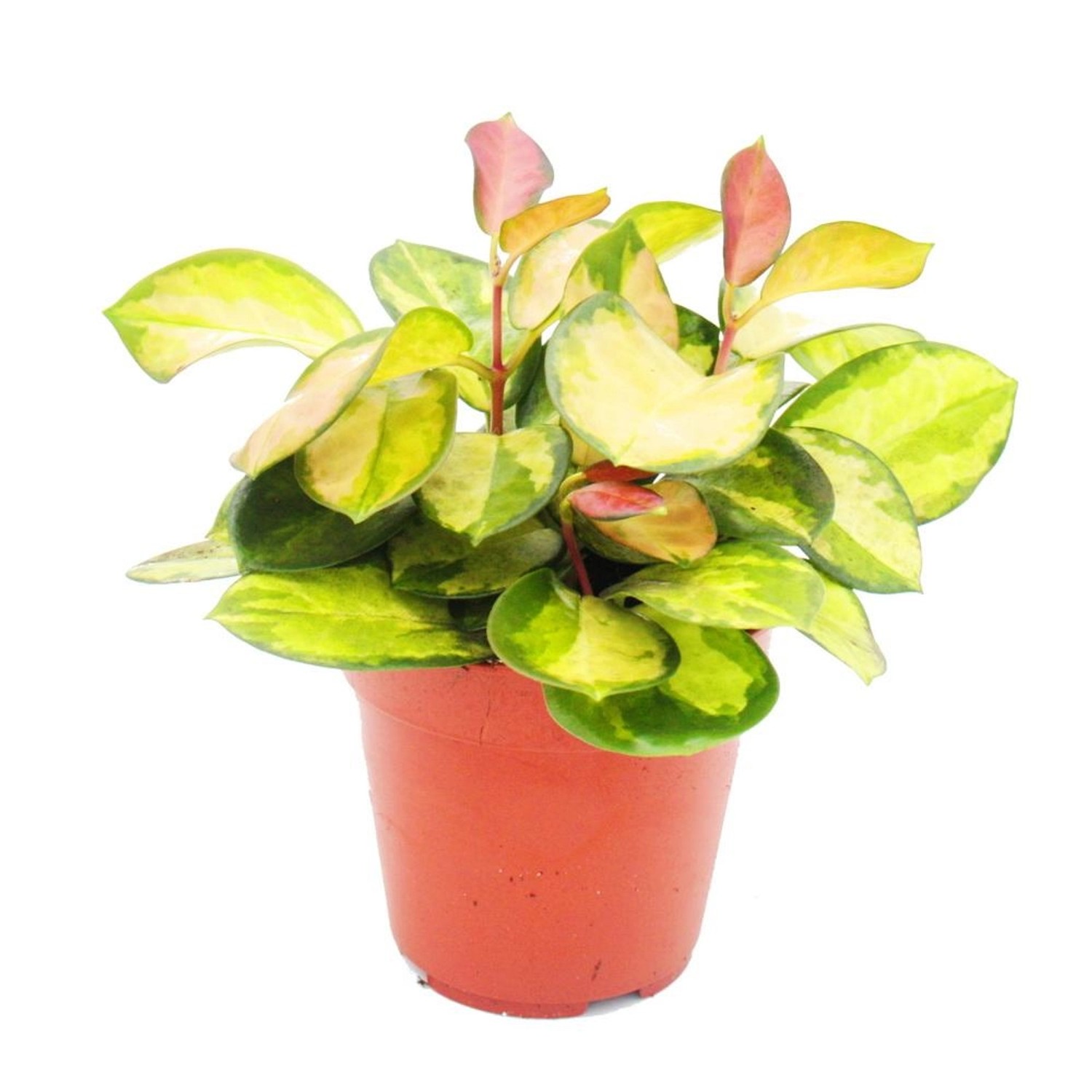 Exotenherz Zimmerpflanze Hängend Hoya Carnosa Lisa Buntblättrige Porzellanblume Wachsblume 12cm Topf Exotenherz Zimmerpflanze Hängend Hoya Carnosa Lisa Buntblättrige Porzellanblume Wachsblume 12cm Topf von Exotenherz