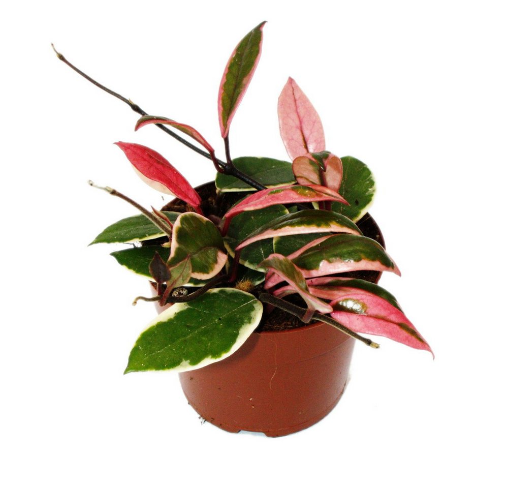 Exotenherz Zimmerpflanze Hoya carnosa Flamingo Dream Zimmerpflanze mit rosa Neutrieb 12cm Topf Exotenherz Zimmerpflanze Hoya carnosa Flamingo Dream Zimmerpflanze mit rosa Neutrieb 12cm Topf von Exotenherz