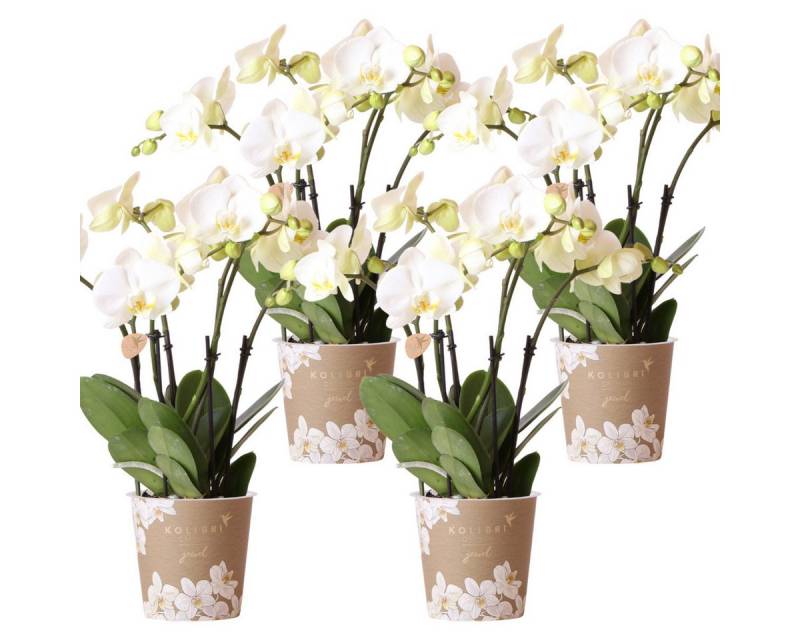 Exotenherz Zimmerpflanze KOMBI ANGEBOT von 4 weißen Orchideen - Ghent - Topfgröße 12cm von Exotenherz