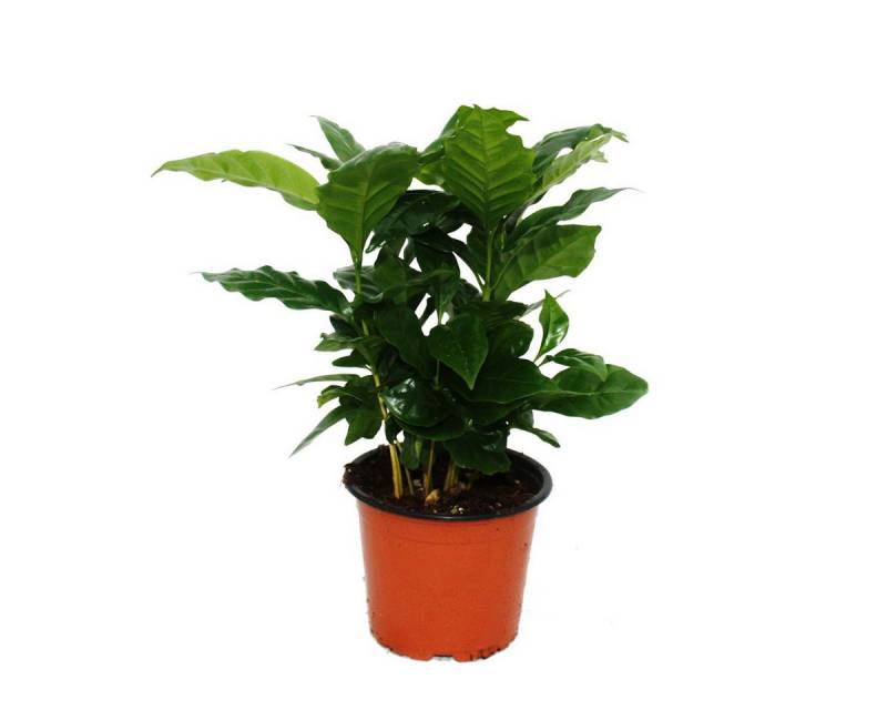 Exotenherz Zimmerpflanze Zimmerpflanzen und Grünpflanzen luftreinigend im 12-14cm Topf Exotenherz Zimmerpflanze Zimmerpflanzen und Grünpflanzen luftreinigend im 12-14cm Topf von Exotenherz