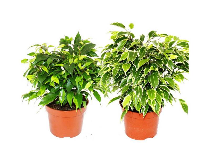 Exotenherz Zimmerpflanze Kinky-Duo Set mit 2 ver. Birkenfeigen Ficus benjamini Kinky 12cm Topf von Exotenherz
