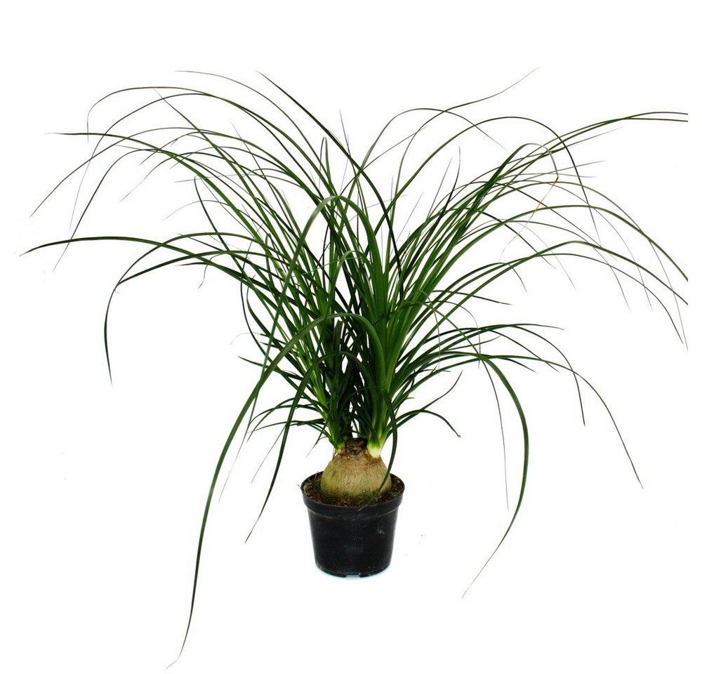 Exotenherz Zimmerpflanze Kleiner Elefantenfuss Beaucarnea recurvata Nolina 12cm Topf Exotenherz Zimmerpflanze Kleiner Elefantenfuss Beaucarnea recurvata Nolina 12cm Topf von Exotenherz