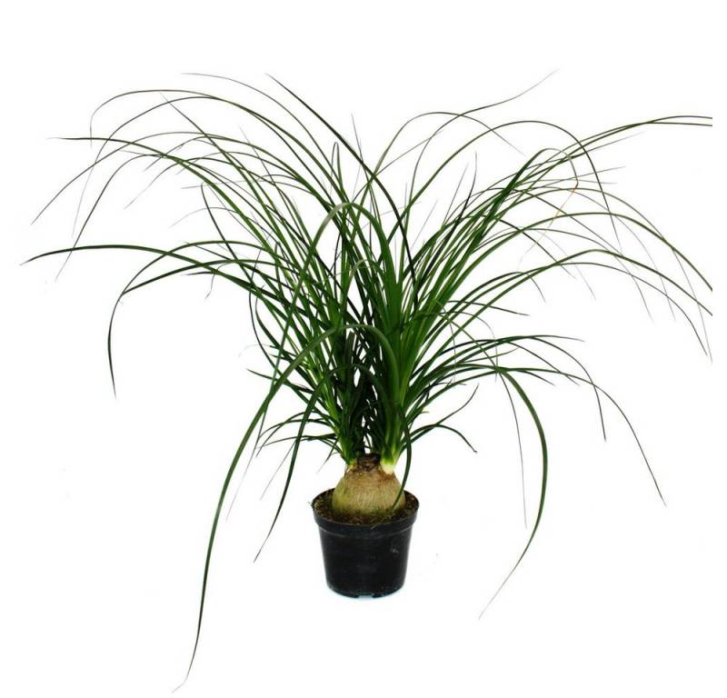 Exotenherz Zimmerpflanze Kleiner Elefantenfuss Beaucarnea recurvata Nolina 12cm Topf Exotenherz Zimmerpflanze Kleiner Elefantenfuss Beaucarnea recurvata Nolina 12cm Topf von Exotenherz