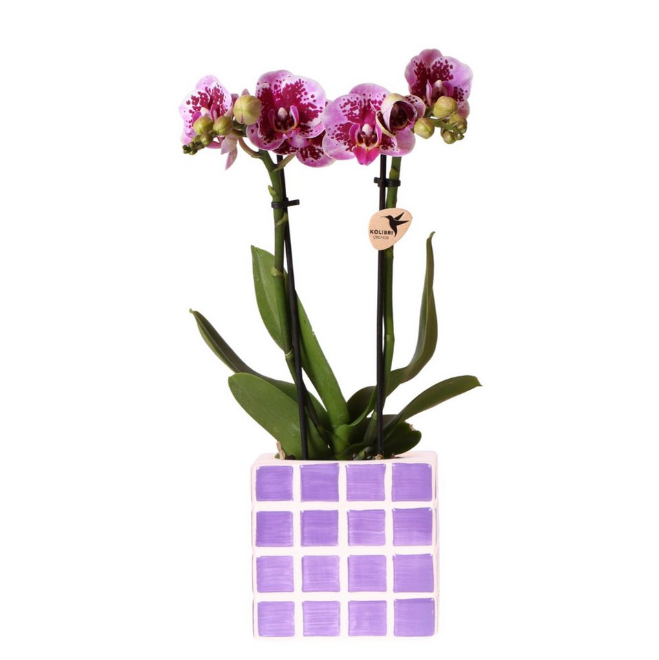 Exotenherz Zimmerpflanze Lila Phalaenopsis Orchidee El Salvador + Mosa Ziertopf Lila Topf 9cm Exotenherz Zimmerpflanze Lila Phalaenopsis Orchidee El Salvador + Mosa Ziertopf Lila Topf 9cm von Exotenherz