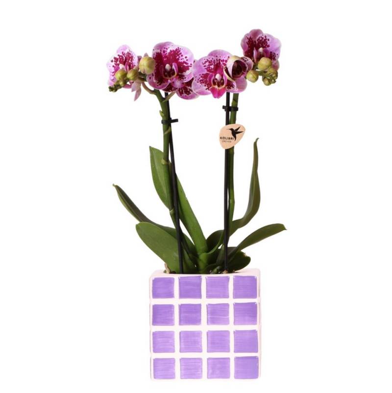 Exotenherz Zimmerpflanze Lila Phalaenopsis Orchidee El Salvador + Mosa Ziertopf Lila Topf 9cm von Exotenherz