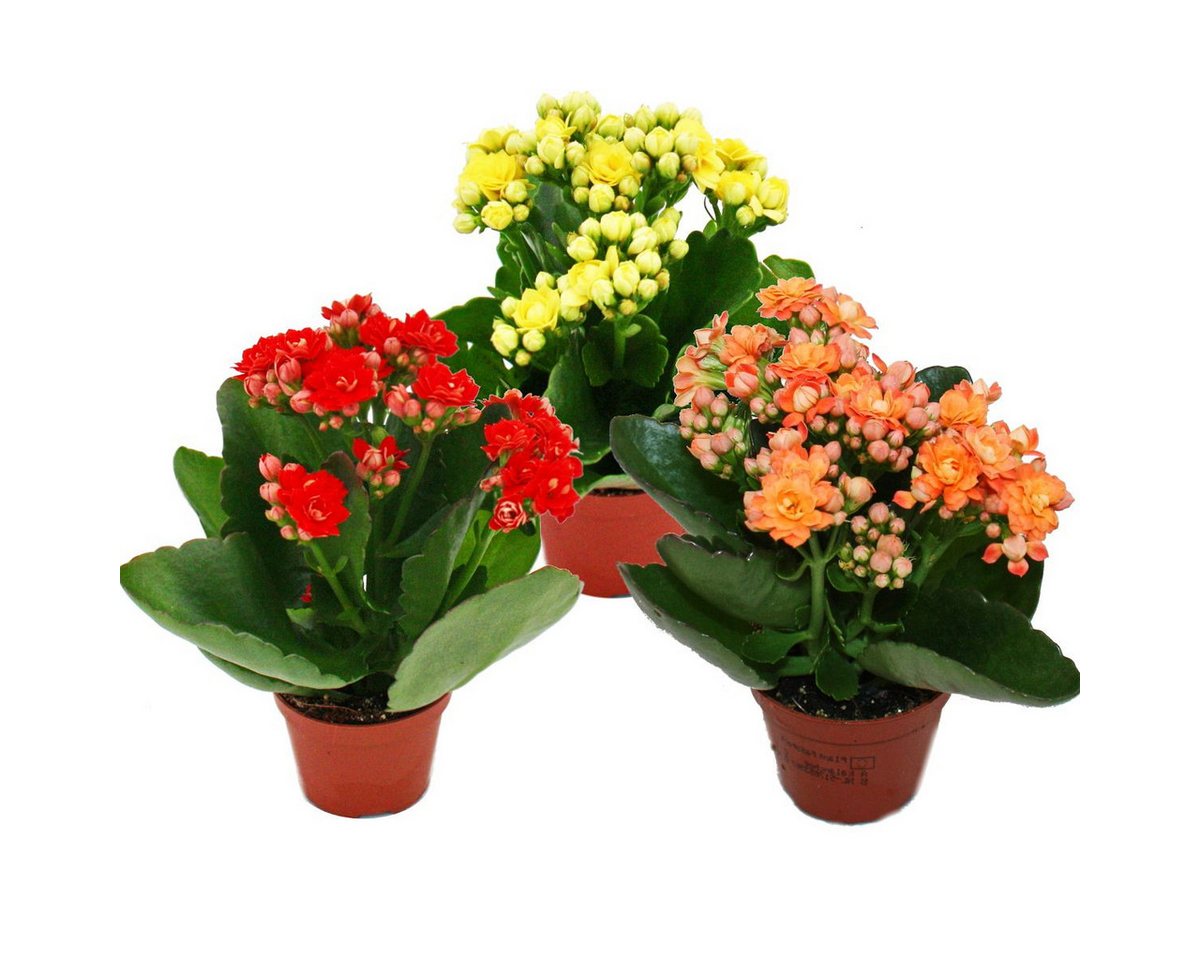 Exotenherz Zimmerpflanze Mini-Kalanchoe Rosalina 3er Set Flammendes Käthchen 5,5cm Topf von Exotenherz