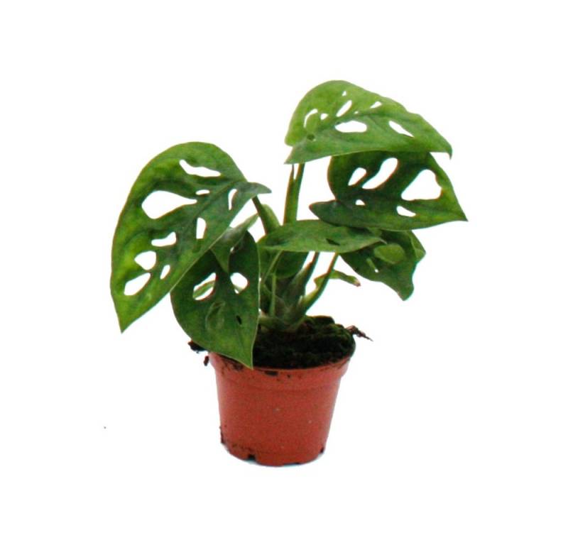 Exotenherz Zimmerpflanze Mini-Pflanze Monstera Monkey Mask Fensterblatt im 5,5cm Topf von Exotenherz
