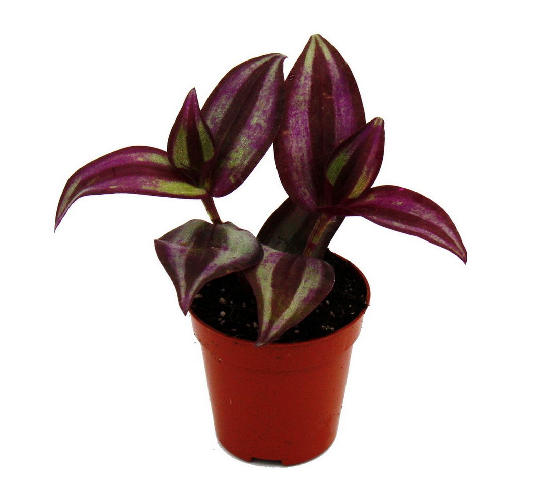 Exotenherz Zimmerpflanze Mini-Pflanze Tradescantia Purple Dreimasterblume Wasserhexe 5,5cm Topf von Exotenherz